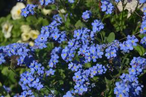 Do Not Forget Me Flower Blue
