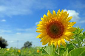 Thailand Sunflower field