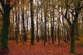 Trees Forest Autumn