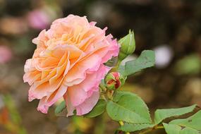 Rose Orange Red Blossom