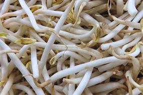 Seedlings Mung Bean
