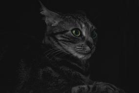 gorgeous portrait of a cat