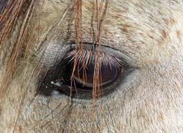 Horse Pure Arab Blood Eye closeup photo
