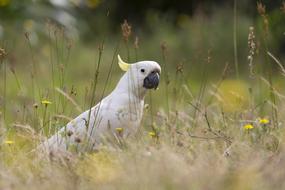 white cockatoo parrot on the grass in the wild in Australia