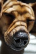nose of Dachshund Dog close up
