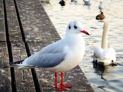 seagull near water with other birds