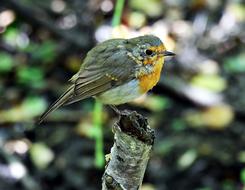 small bird on a branch close-up on a blurred background