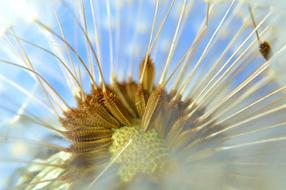 macro photo of fluffy dandelion seeds
