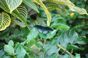 dark blue butterfly on a green plant