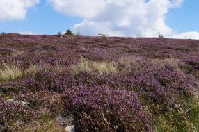 Heathers Mountains Landscape