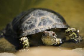 small turtle looking straight, Macro