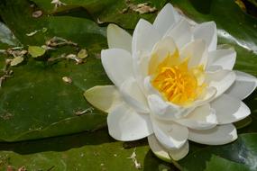 Water Lily Pond