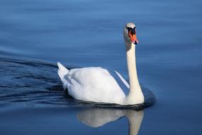enchanting swan on the lake