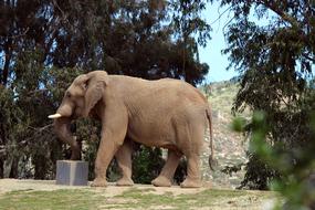 gorgeous Elephant Animal