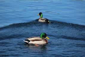 wild ducks on a pond in nature