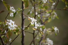 Bokeh Flowers Leaves