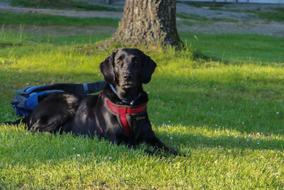 Beautiful and cute, black Labrador dog, on the green grass near the tree