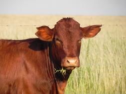 cute brown cow