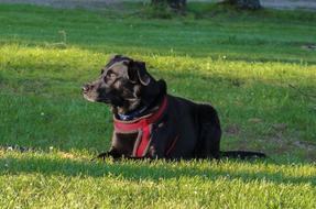 gorgeous Dog Nature Walk