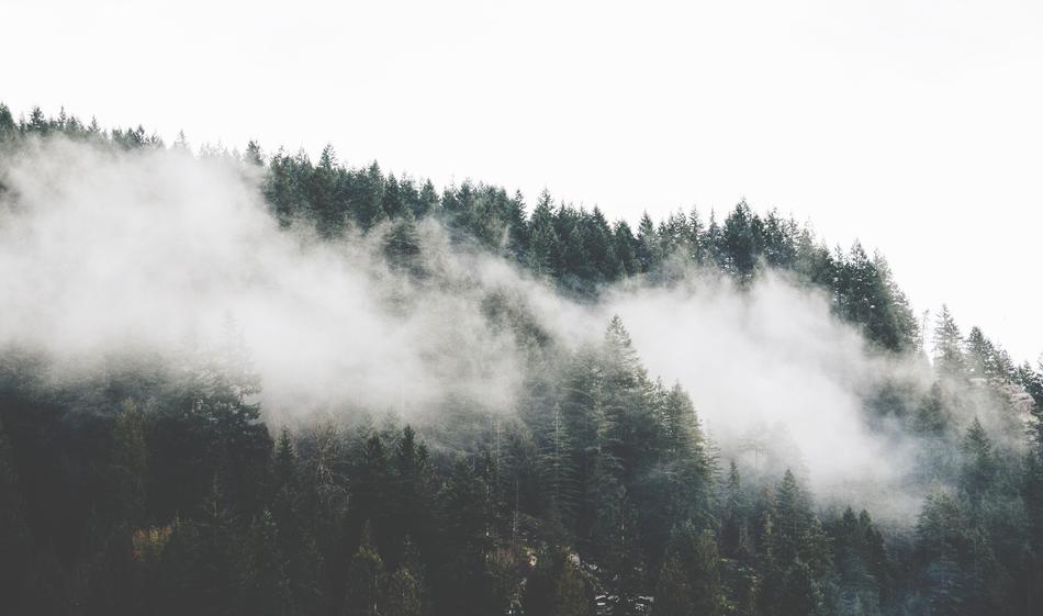 Fog Forest Mountain