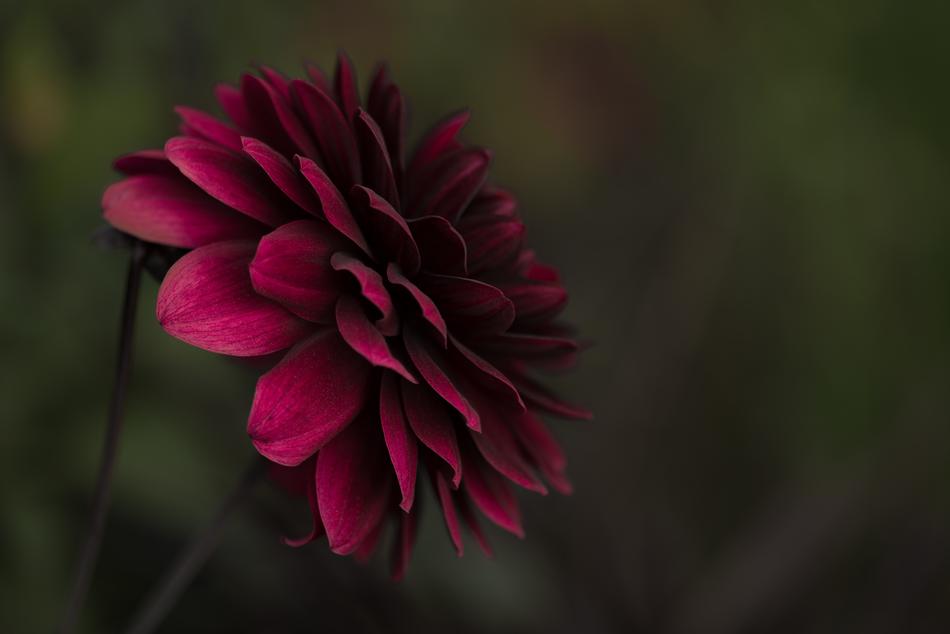 Beautiful Bloom Blooming