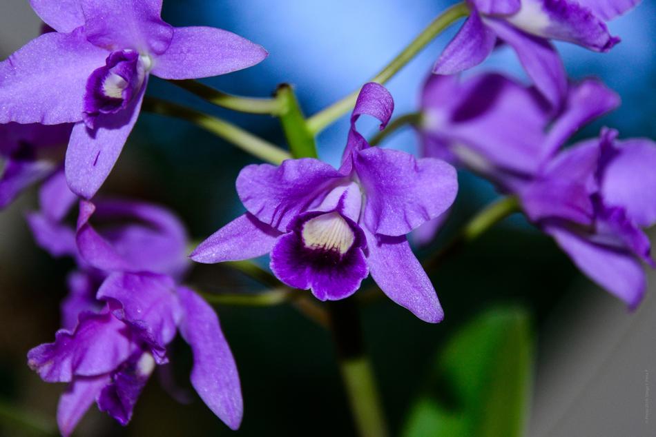 Art Beautiful Flowers