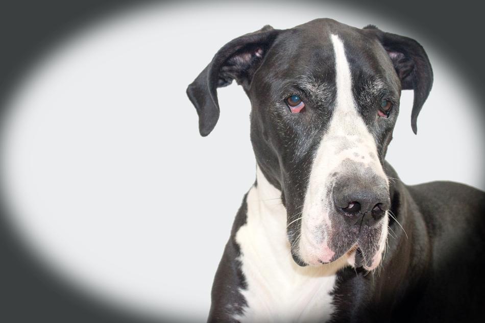 photo of black and white mastiff