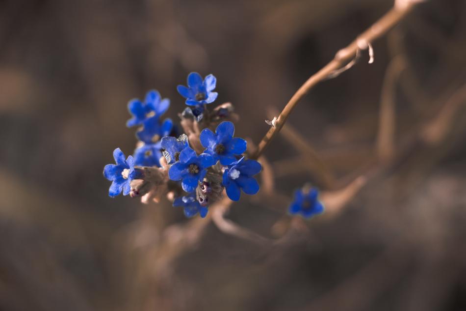 Beautiful Bloom Blooming