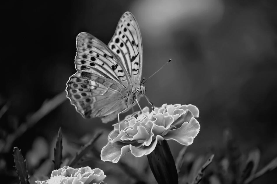 gorgeous Butterfly Black And White