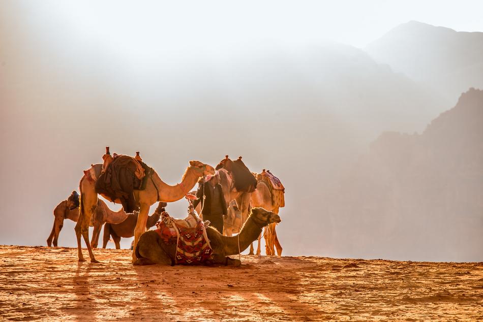 camel rest on the sands