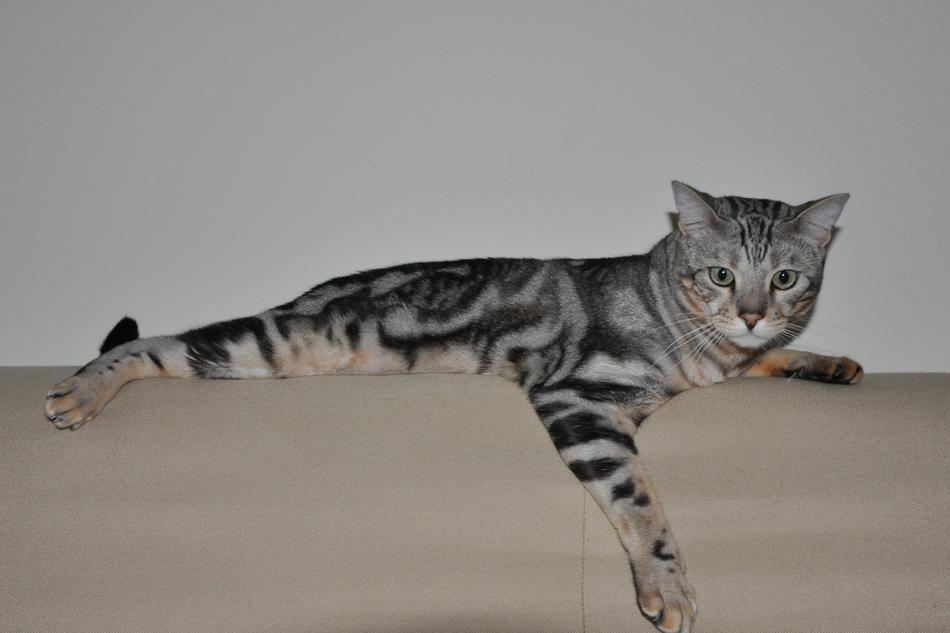 picture of the domestic Bengal Cat