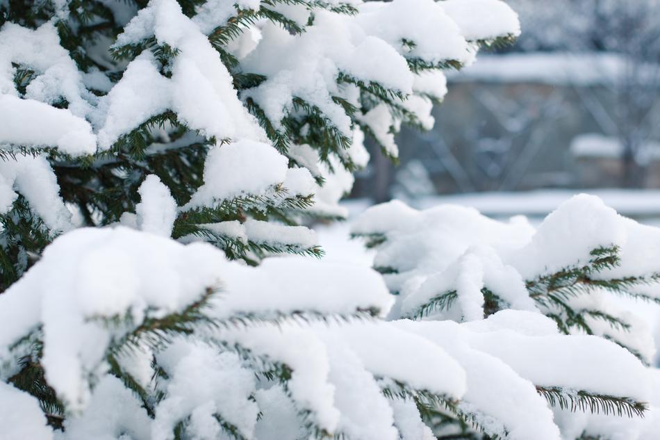 Spruce tree at Snowfall