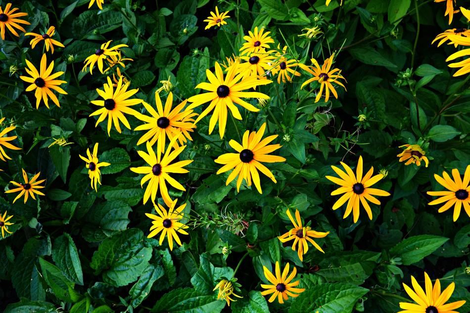 yellow Blossom Bright Flowers