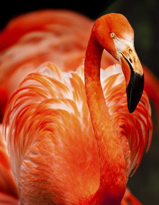 charming Flamingo Avian