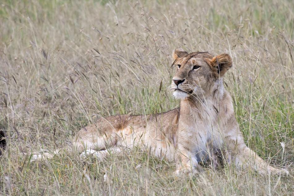 incredible Big Cat in the wildlife