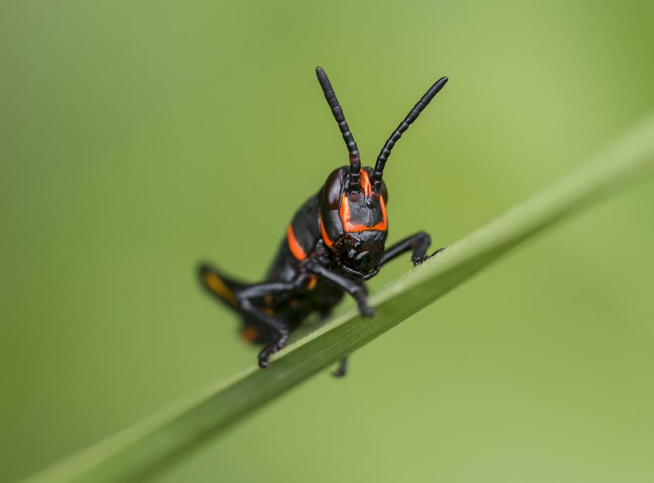 Black and orange insect on the green plant at blurred background