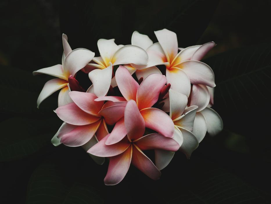 Beautiful Flowers Bloom