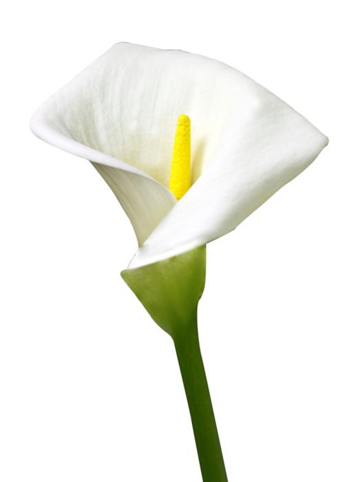 Isolated Lily Flower