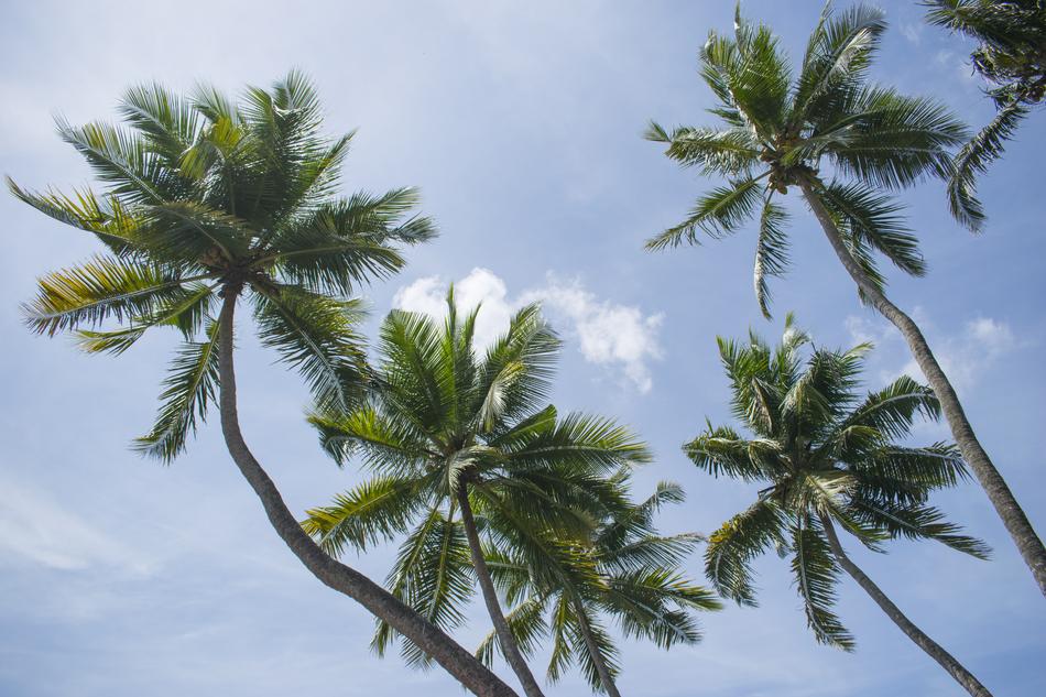 Cocount Tree Background
