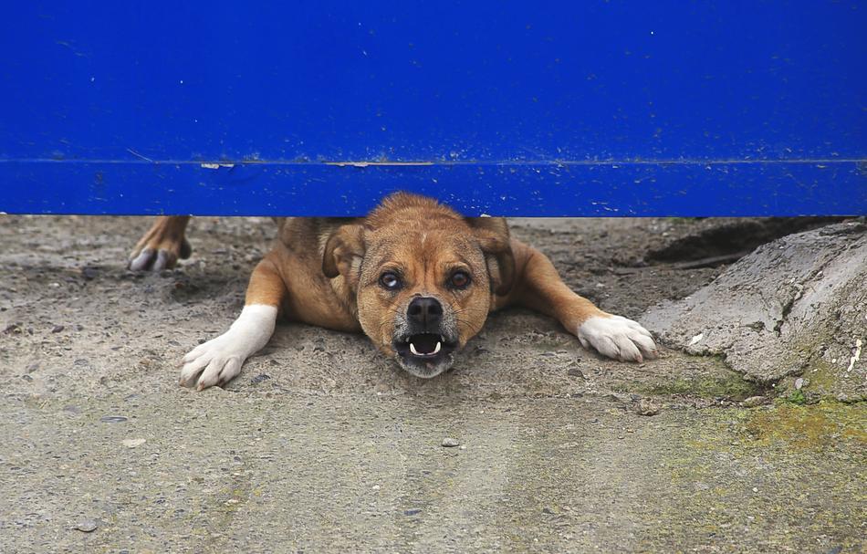 Domestic Dog Animal under fence
