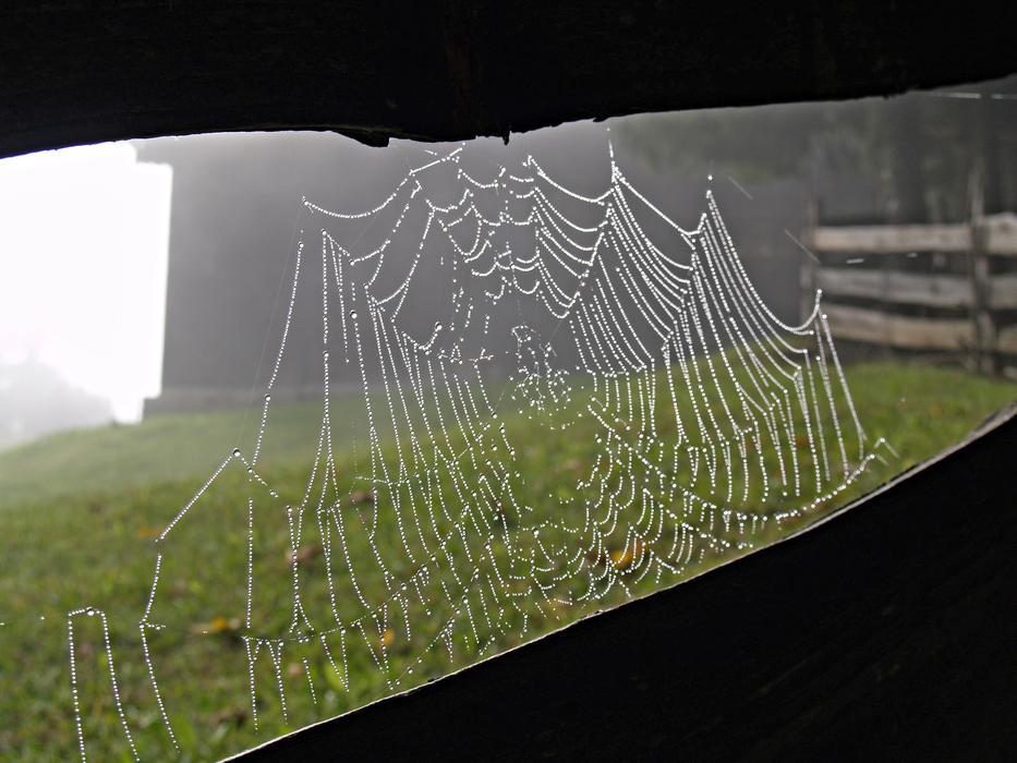 closeup view of Cobweb Alpine Farm