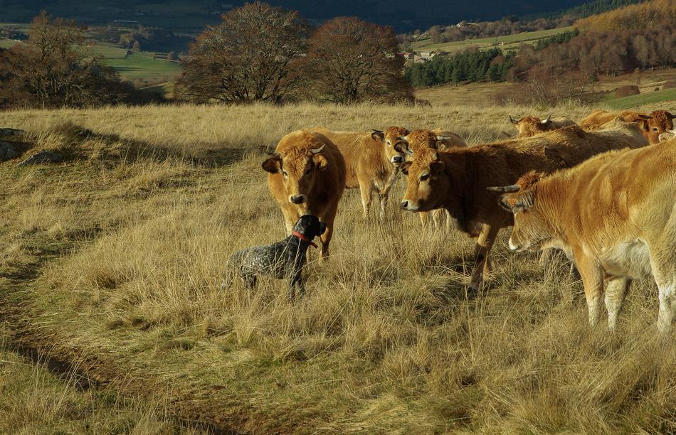 Hunting Dog Cows Herd