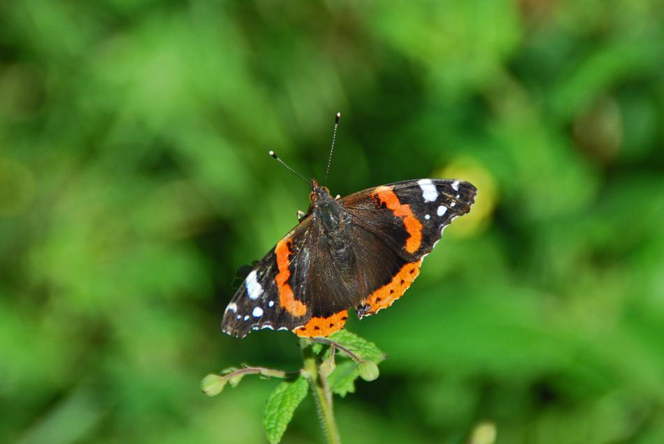 Butterfly Tender Nature
