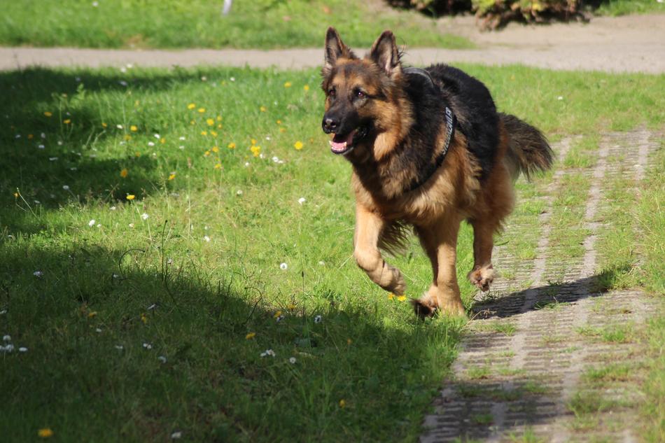Dog Schafer German