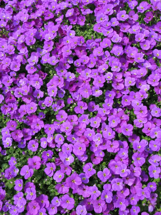 Flower Blossom Bloom