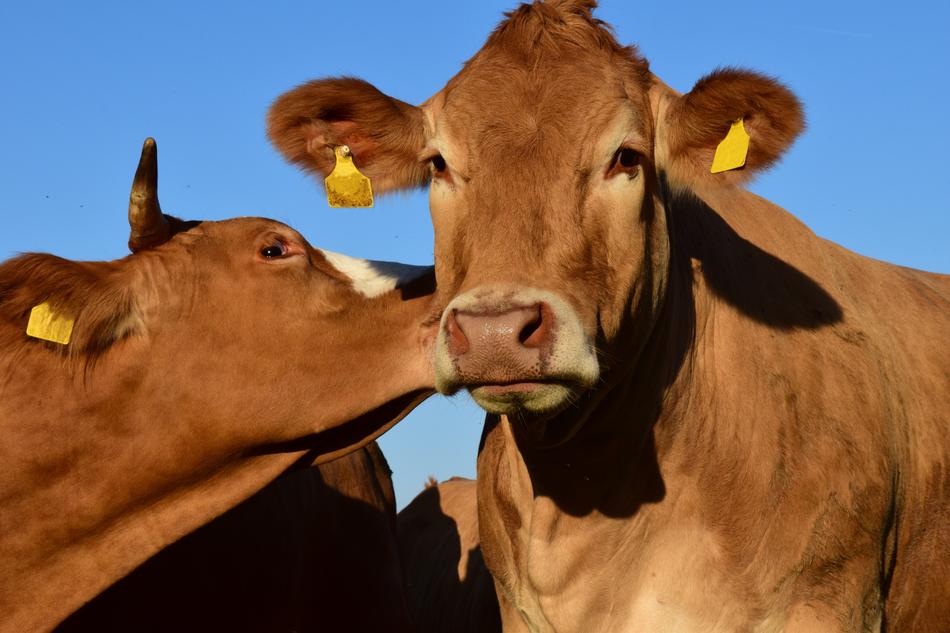 Cow Pasture Kiss