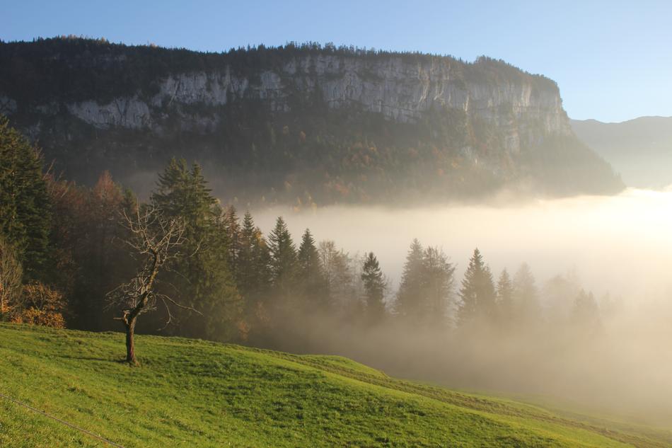 Foggy morning in the meadow