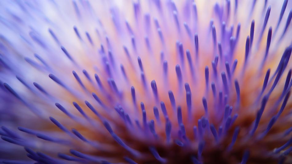 Bloom Blossom Close-Up