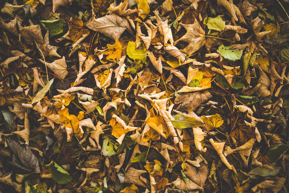 Dry forgotten leaves on the ground