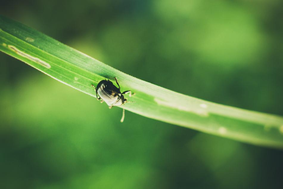 little beetle on a blade of grass